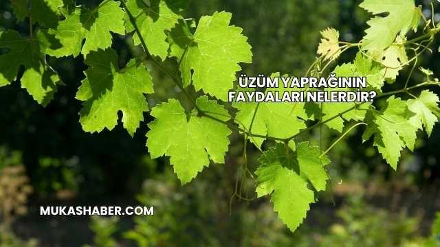 Üzüm Yaprağının Faydaları Nelerdir?