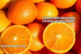 Yaban Portakalının Faydaları Nelerdir?