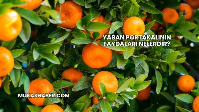 Yaban Portakalının Faydaları Nelerdir?