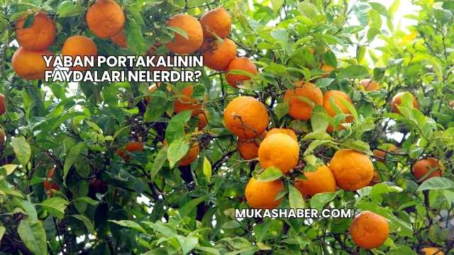 Yaban Portakalının Faydaları Nelerdir?