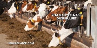 Yem Maliyeti Nasıl Düşürülür?