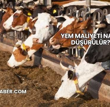 Yem Maliyeti Nasıl Düşürülür?