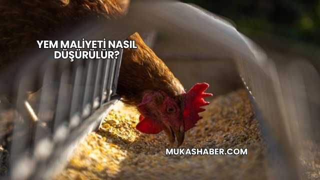 Yem Maliyeti Nasıl Düşürülür?