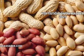 Yer Fıstığı Dönüm Maliyeti 2025