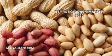 Yer Fıstığı Dönüm Maliyeti 2025
