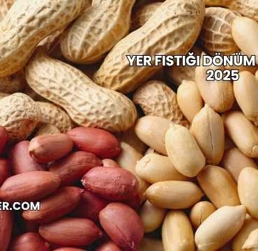 Yer Fıstığı Dönüm Maliyeti 2025