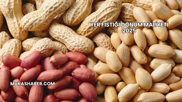 Yer Fıstığı Dönüm Maliyeti 2025