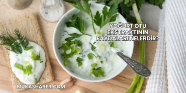 Yoğurt Otu Ekstraktının Faydaları Nelerdir?