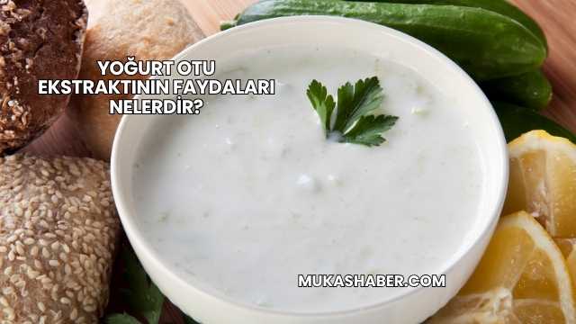 Yoğurt Otu Ekstraktının Faydaları Nelerdir?