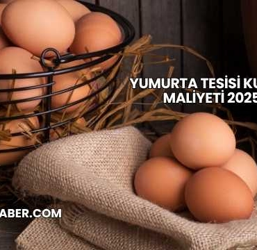 Yumurta Tesisi Kurma Maliyeti 2025