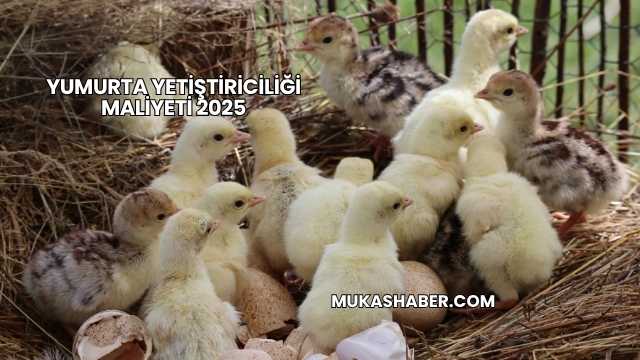 Yumurta Yetiştiriciliği Maliyeti 2025