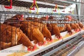 Yumurta Yetiştiriciliği Maliyeti 2025