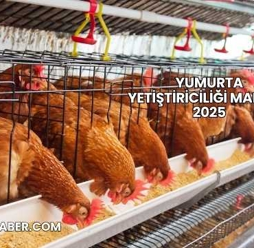 Yumurta Yetiştiriciliği Maliyeti 2025