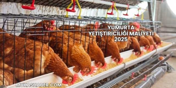 Yumurta Yetiştiriciliği Maliyeti 2025