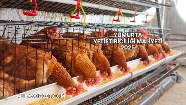 Yumurta Yetiştiriciliği Maliyeti 2025