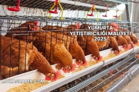 Yumurta Yetiştiriciliği Maliyeti 2025