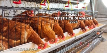Yumurta Yetiştiriciliği Maliyeti 2025