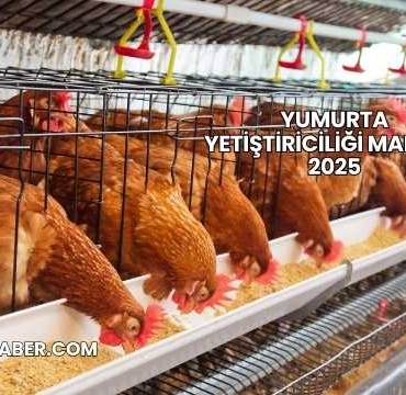 Yumurta Yetiştiriciliği Maliyeti 2025