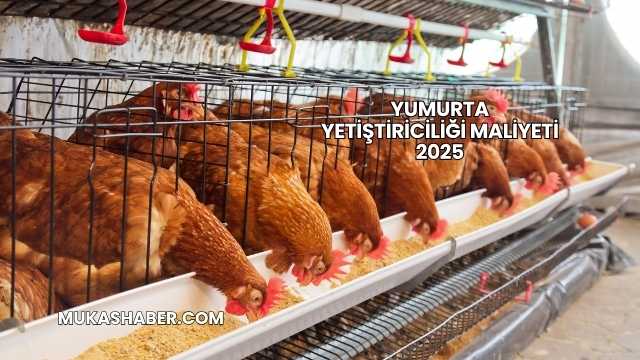 Yumurta Yetiştiriciliği Maliyeti 2025