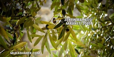 Zeytin Bahçesi Maliyeti 2025