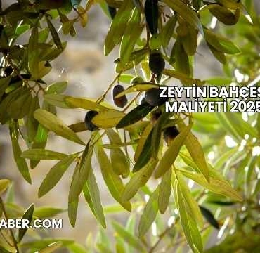 Zeytin Bahçesi Maliyeti 2025