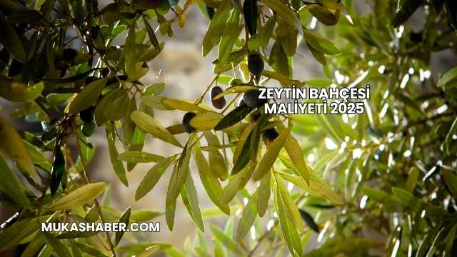 Zeytin Bahçesi Maliyeti 2025