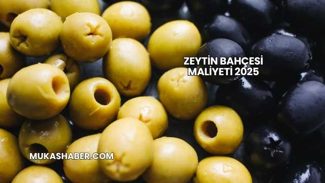 Zeytin Bahçesi Maliyeti 2025
