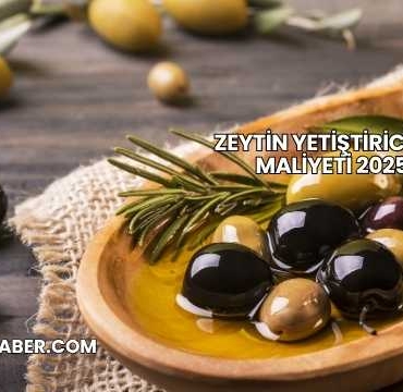 Zeytin Yetiştiriciliği Maliyeti 2025