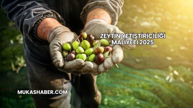 Zeytin Yetiştiriciliği Maliyeti 2025