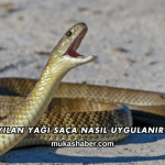 Yılan Yağı Saça Nasıl Uygulanır?