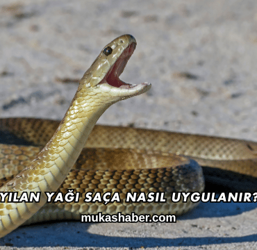 Yılan Yağı Saça Nasıl Uygulanır?