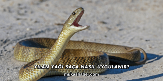 Yılan Yağı Saça Nasıl Uygulanır?