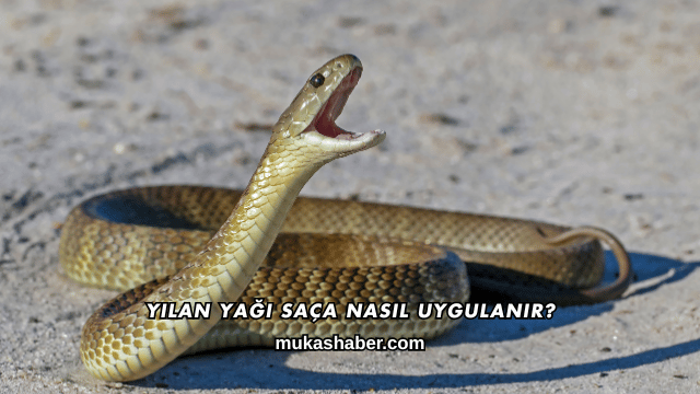 Yılan Yağı Saça Nasıl Uygulanır?