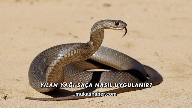 Yılan Yağı Saça Nasıl Uygulanır?