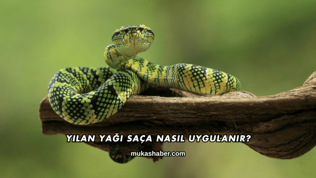 Yılan Yağı Saça Nasıl Uygulanır?