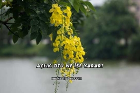 Açlık Otu Ne İşe Yarar?