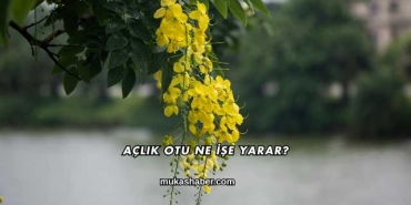 Açlık Otu Ne İşe Yarar?