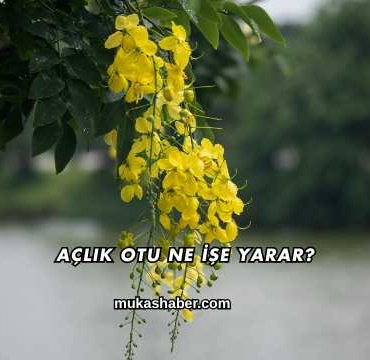 Açlık Otu Ne İşe Yarar?