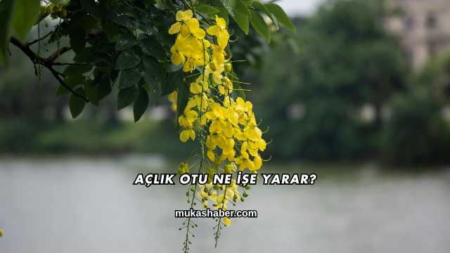 Açlık Otu Ne İşe Yarar?