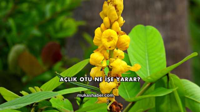 Açlık Otu Ne İşe Yarar?