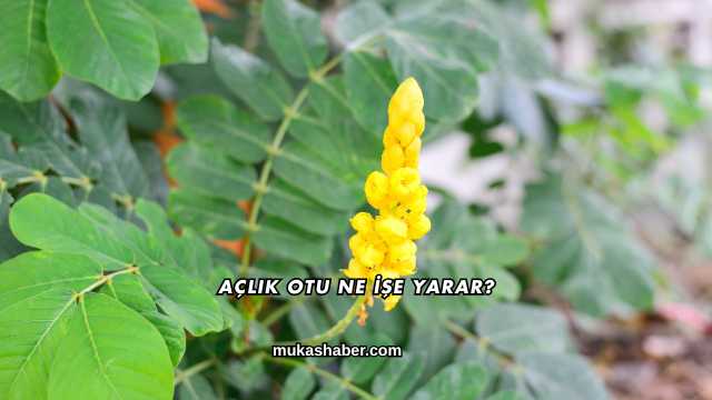 Açlık Otu Ne İşe Yarar?