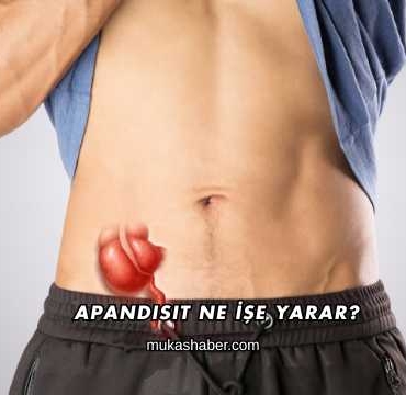 Apandisit Ne İşe Yarar
