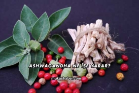 Ashwagandha Ne İşe Yarar?
