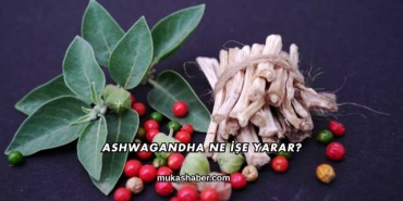 Ashwagandha Ne İşe Yarar?