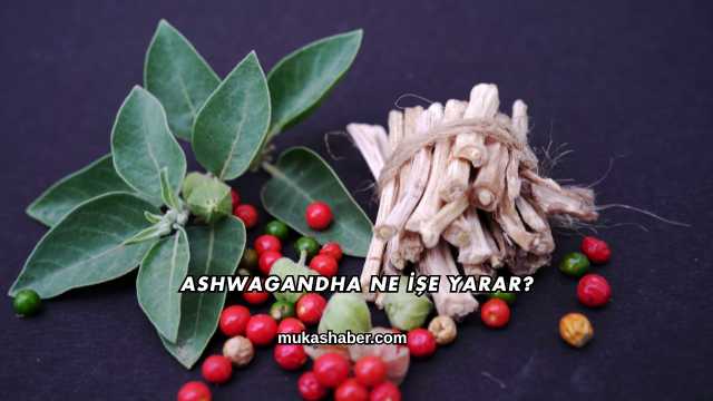 Ashwagandha Ne İşe Yarar?