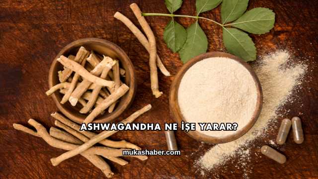 Ashwagandha Ne İşe Yarar?