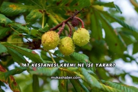 At Kestanesi Kremi Ne İşe Yarar?