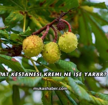 At Kestanesi Kremi Ne İşe Yarar?