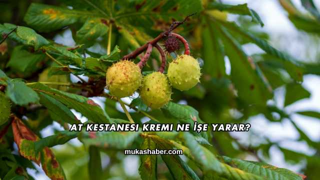 At Kestanesi Kremi Ne İşe Yarar?