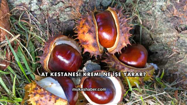 At Kestanesi Kremi Ne İşe Yarar?
